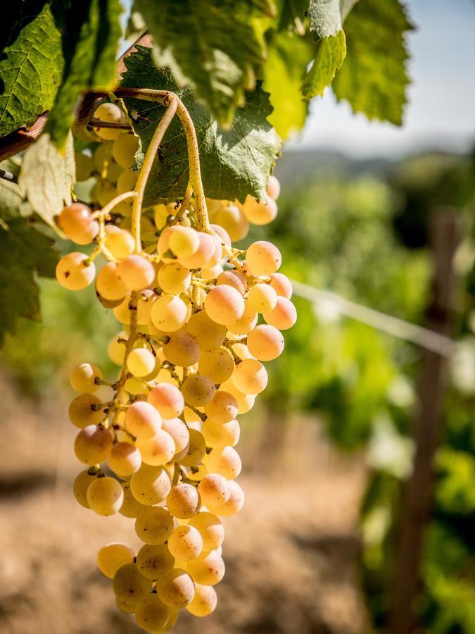 Vakantieboerderij Fattoria Fibbiano
